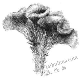 雞冠花素描畫(huà)法步驟06