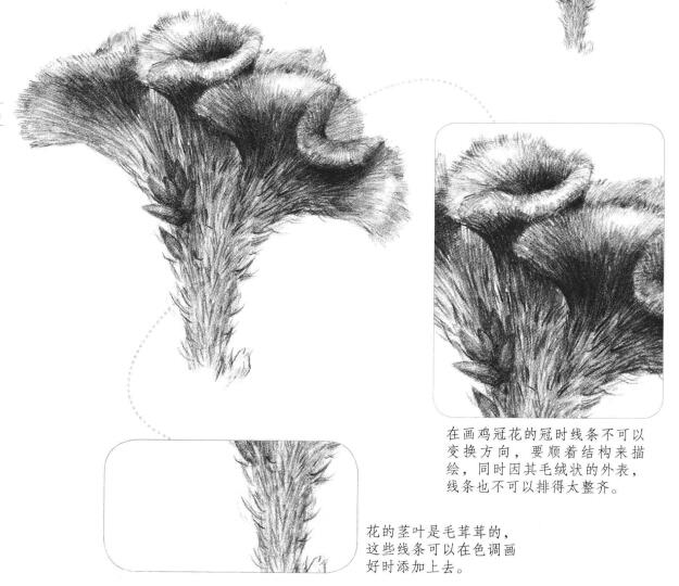 雞冠花素描畫(huà)法