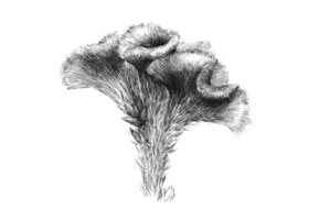 雞冠花素描畫(huà)法