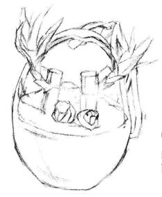 富貴竹素描畫(huà)法步驟03