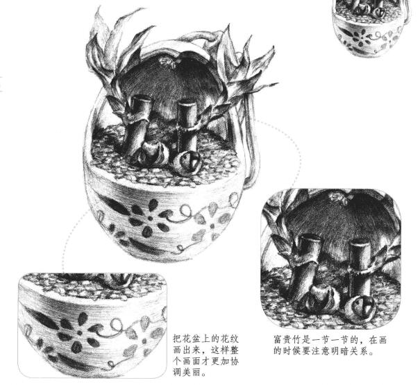 富貴竹素描畫(huà)法