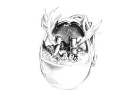 富貴竹素描畫(huà)法