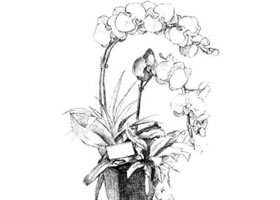 蝴蝶蘭素描畫(huà)法