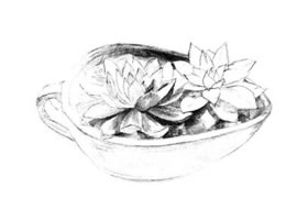 多肉植物素描畫(huà)法（一）