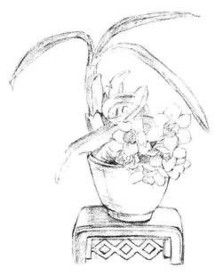 小盆栽水仙花素描畫(huà)法步驟04