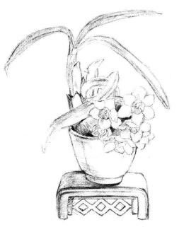 小盆栽水仙花素描畫(huà)法步驟05