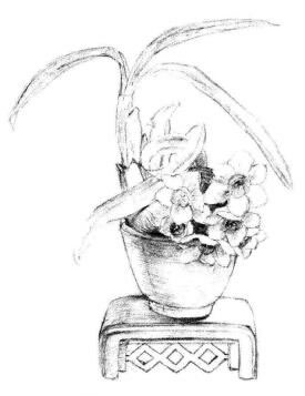 小盆栽水仙花素描畫(huà)法步驟06