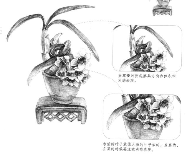 水仙花素描畫(huà)法