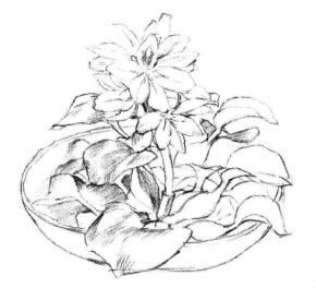 小盆栽水浮蓮素描畫法步驟04