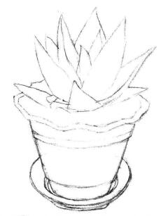 小盆栽蘆薈素描畫法步驟02