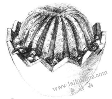 小盆栽仙人球素描畫(huà)法步驟08