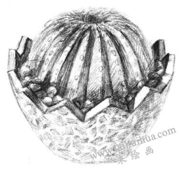 小盆栽仙人球素描畫(huà)法步驟09