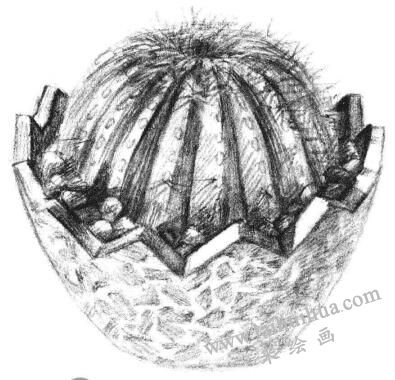小盆栽仙人球素描畫(huà)法步驟10