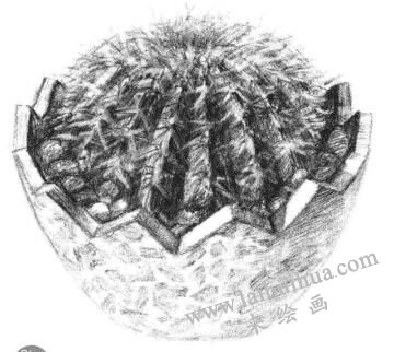 小盆栽仙人球素描畫(huà)法步驟11