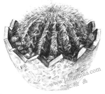 小盆栽仙人球素描畫(huà)法步驟12