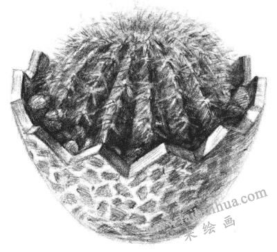 小盆栽仙人球素描畫(huà)法步驟14