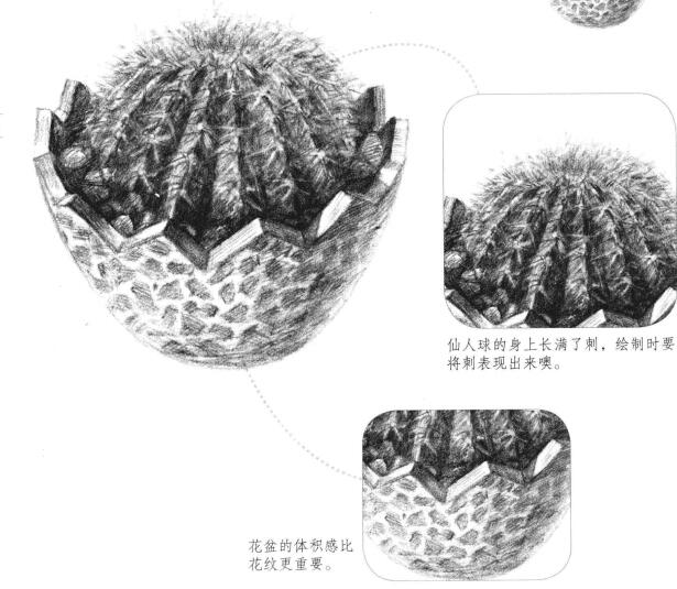 仙人球素描畫(huà)法