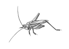 白描蟈蟈（蛐蛐）的畫(huà)法步驟