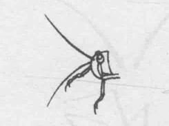 白描蝗蟲的畫法步驟與技巧01