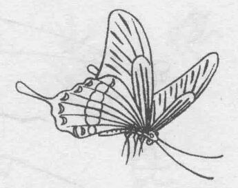 白描蝴蝶的畫法步驟與技巧05