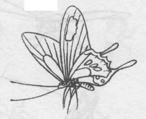 白描蝴蝶的畫法步驟與技巧07