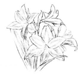 朱頂紅素描畫法步驟04