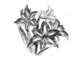 朱頂紅素描畫(huà)法