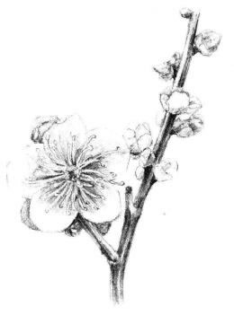 梅花素描畫(huà)法步驟08