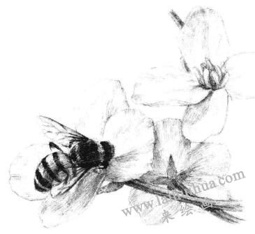 油菜花素描畫法步驟13
