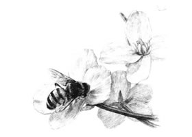油菜花素描畫(huà)法
