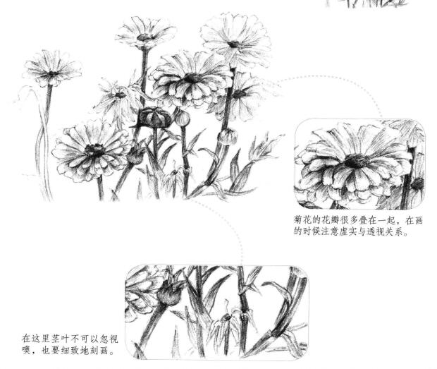 菊花素描畫法