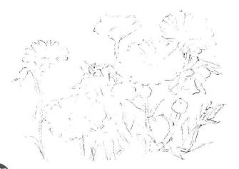 菊花素描畫法步驟02