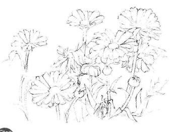 菊花素描畫法步驟03