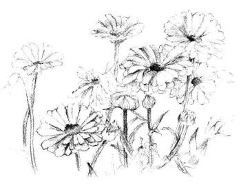 菊花素描畫法步驟04
