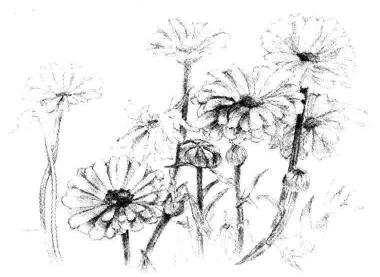菊花素描畫法步驟05