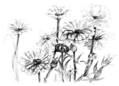 菊花素描畫法步驟06