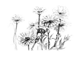 菊花素描畫法