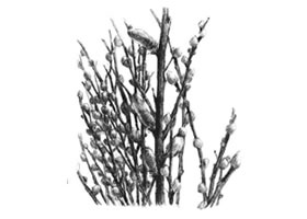 銀芽柳素描畫(huà)法