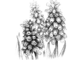 葡萄風(fēng)信子素描畫法
