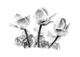 仙客來素描畫法
