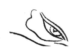 白描孔雀眼的畫(huà)法
