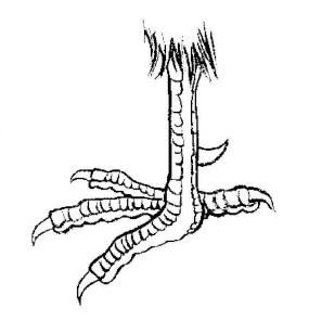 白描孔雀足的畫(huà)法
