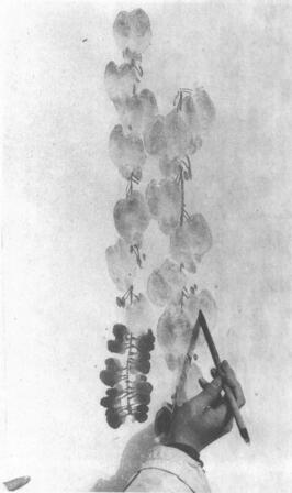 水墨畫技法之點(diǎn)水法（藤羅花點(diǎn)水法）02