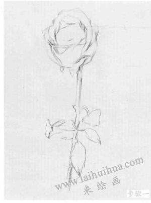 花卉的結(jié)構(gòu)與作畫步驟素描練習(xí)01