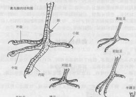 禽鳥白描畫法的基本結(jié)構(gòu)