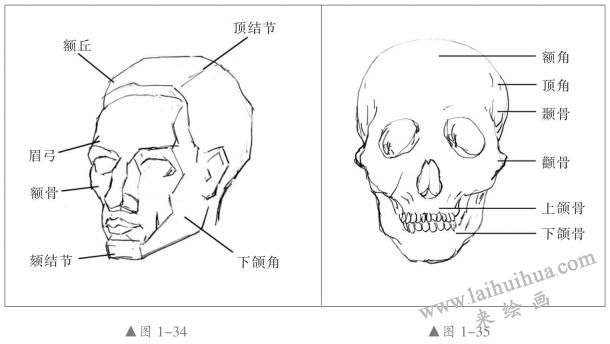 頭部結(jié)構(gòu)特征與比例關(guān)系01，人物頭部素描畫法