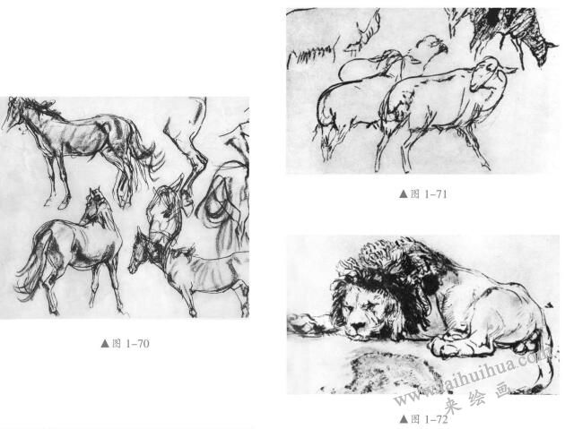 素描動(dòng)物的畫(huà)法04