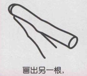 甘蔗簡(jiǎn)筆畫畫法步驟04