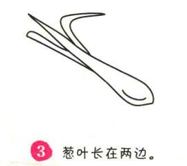 大蔥簡筆畫畫法步驟03
