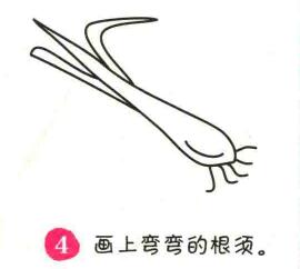 大蔥簡筆畫畫法步驟04